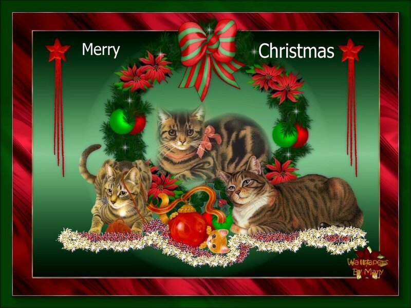 Three Tabby Cats