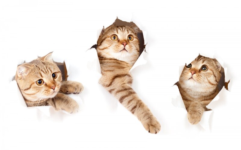 Three Tabby Cats — White