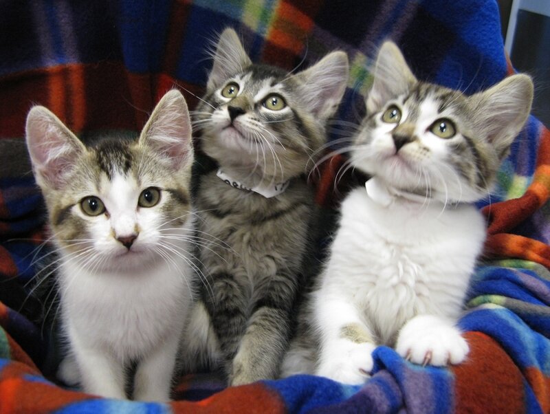 Three Tabby Kittens — Blue