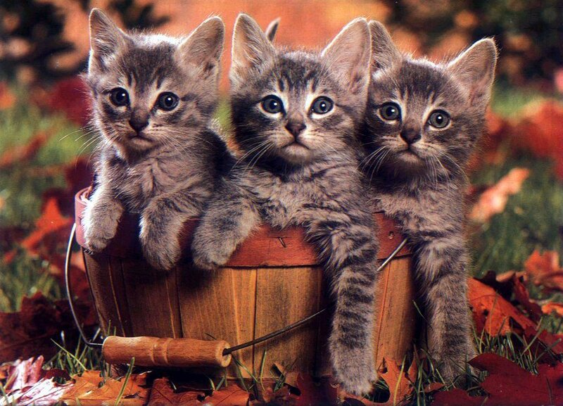 Three Tabby Kittens — Brown, Calm, Autumn