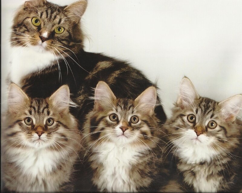 Three Tabby Kittens — Brown, Calm, Photograph, Cat, Kitten