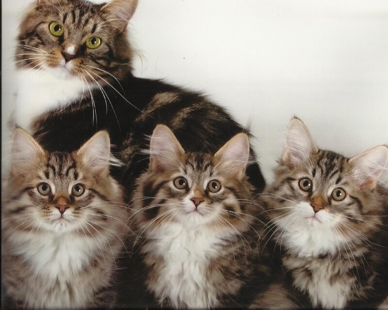Three Tabby Kittens — Brown, Calm, Photograph, Cat