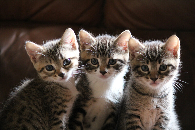 Three Tabby Kittens — Brown, Calm, Photograph, Couch