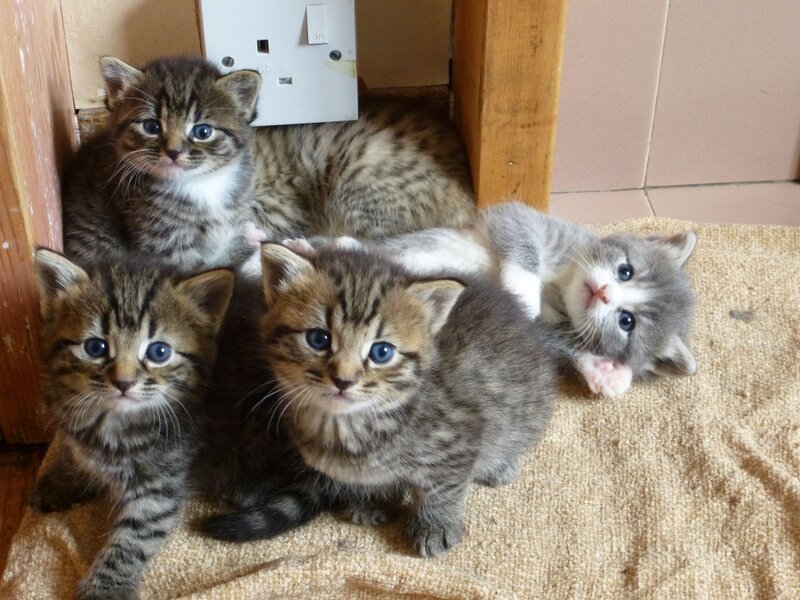 Three Tabby Kittens — Brown, Calm, Photograph, Kitten