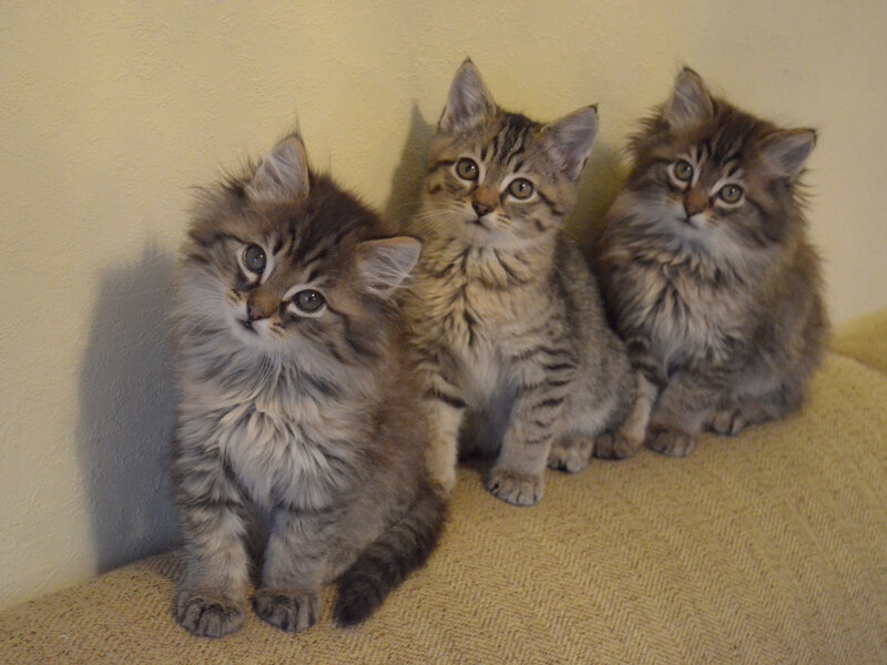 Three Tabby Kittens — Brown, Calm, Photograph