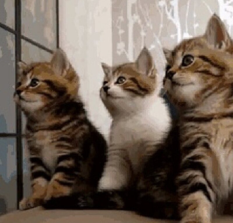 Three Tabby Kittens — Brown, Calm, Photograph, Window