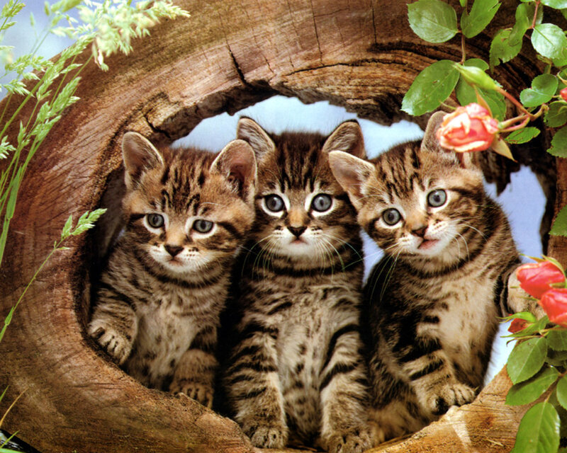 Three Tabby Kittens — Brown, Calm, Spring, Photograph