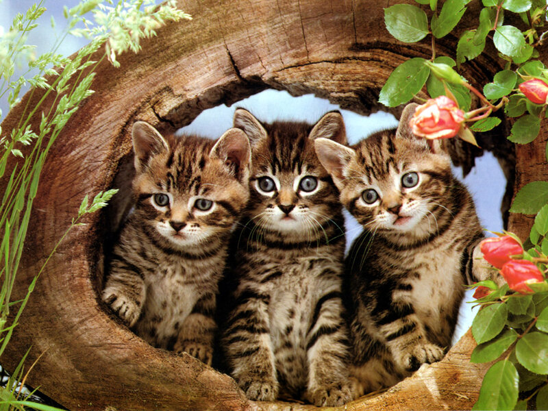 Three Tabby Kittens — Brown, Calm, Spring