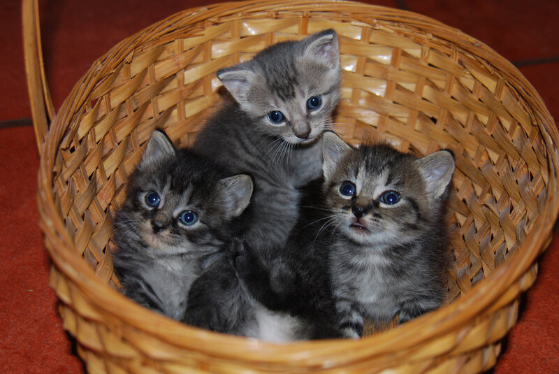 Three Tabby Kittens — Brown, Calm