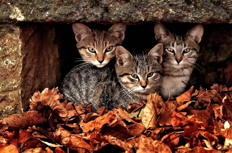 Three Tabby Kittens — Brown, Curious, Autumn, Photograph