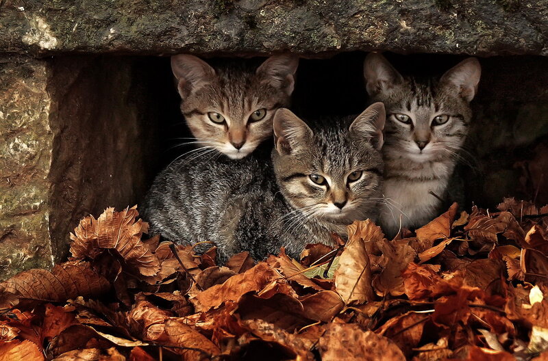 Three Tabby Kittens — Brown, Curious, Autumn
