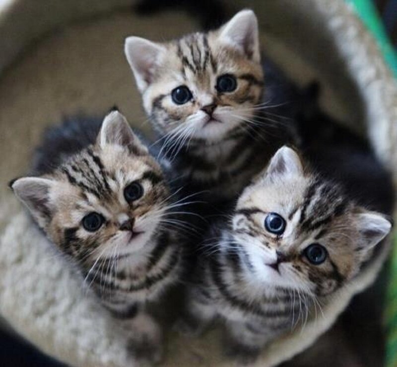 Three Tabby Kittens — Brown, Curious, Photograph, Cat Bed