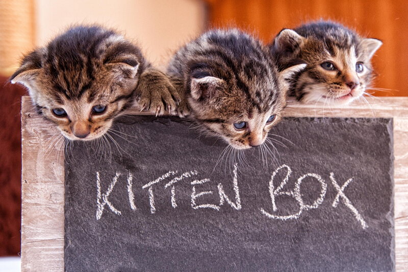 Three Tabby Kittens — Brown, Curious, Photograph, Chalkboard