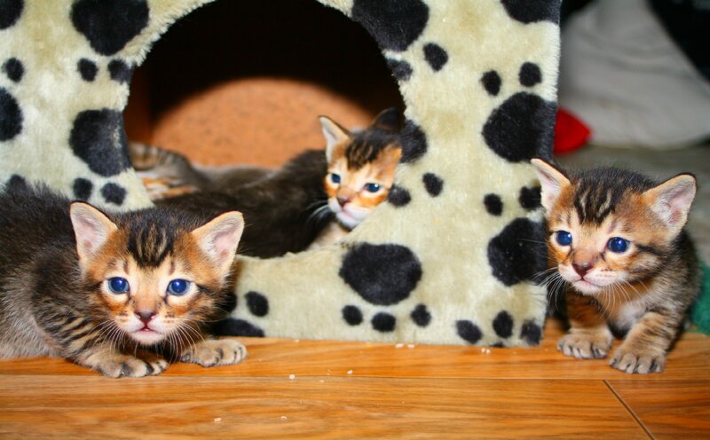 Three Tabby Kittens — Brown, Curious, Photograph, Kitten House