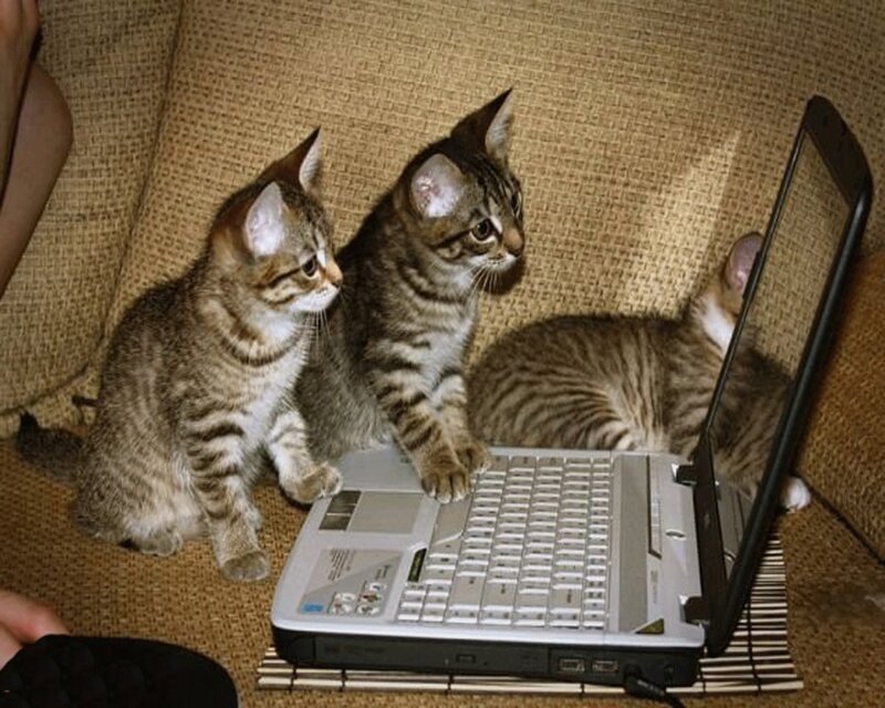 Three Tabby Kittens — Brown, Curious, Photograph, Laptop, Couch