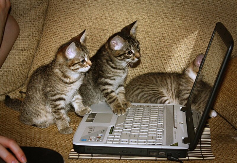 Three Tabby Kittens — Brown, Curious, Photograph, Laptop