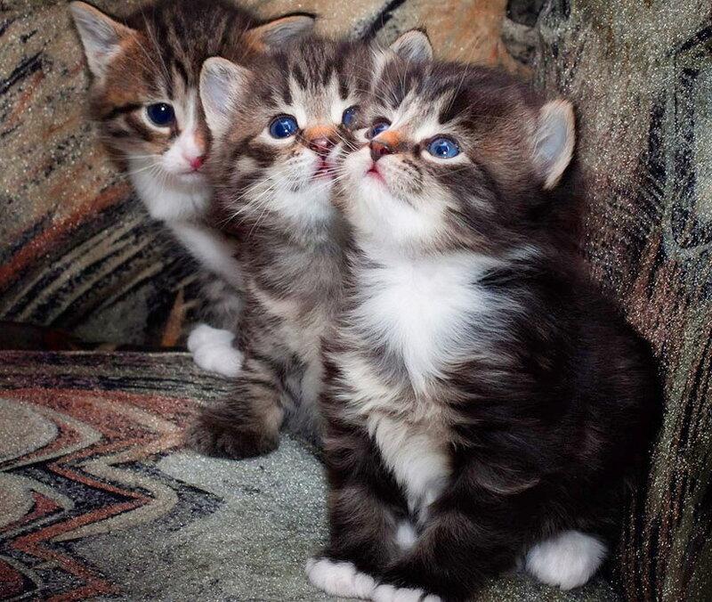 Three Tabby Kittens — Brown, Curious, Photograph