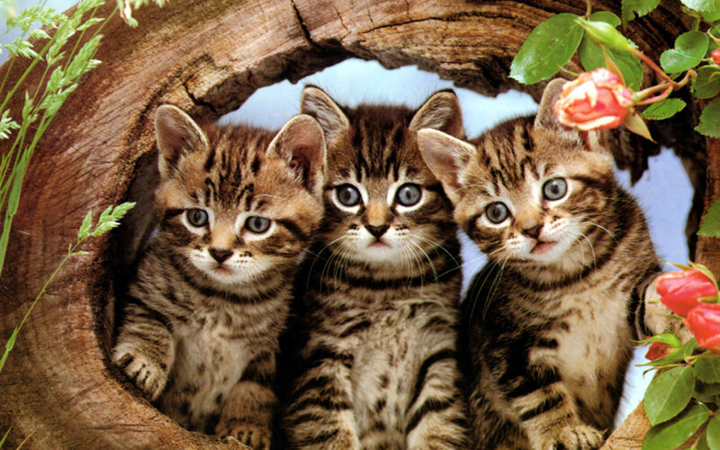 Three Tabby Kittens — Brown, Curious, Photograph, Wooden Log