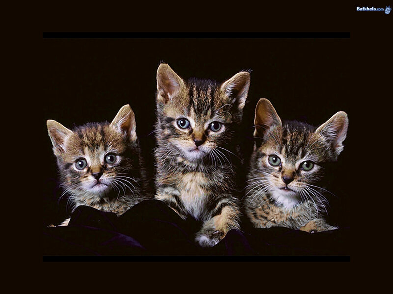 Three Tabby Kittens — Brown, Curious