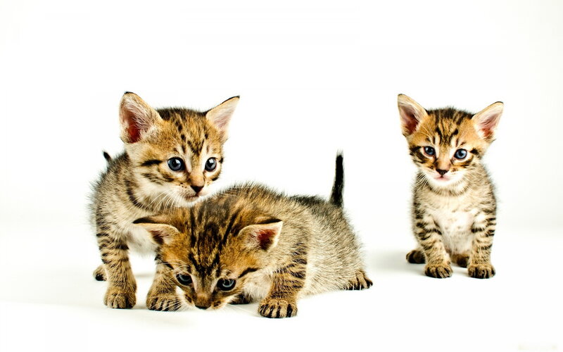 Three Tabby Kittens — Brown, Innocent, Photograph