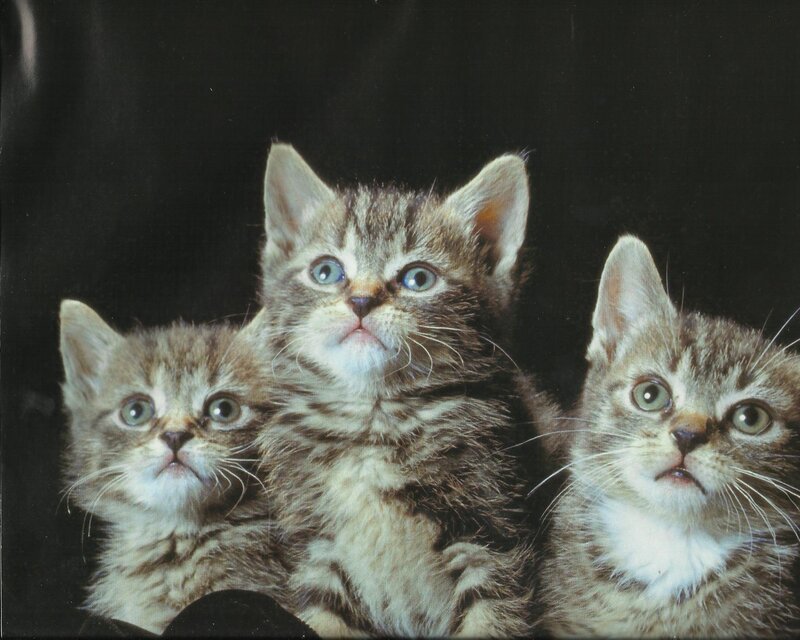 Three Tabby Kittens — Brown, Innocent, Photograph, Whiskers