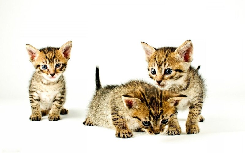 Three Tabby Kittens — Brown, Innocent, Photograph, White Background