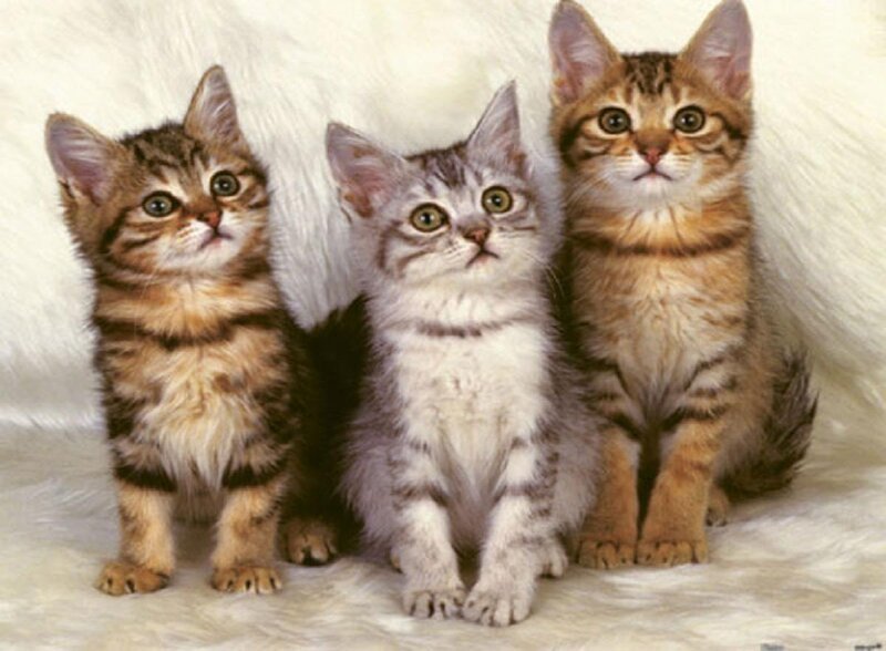 Three Tabby Kittens — Brown, Innocent