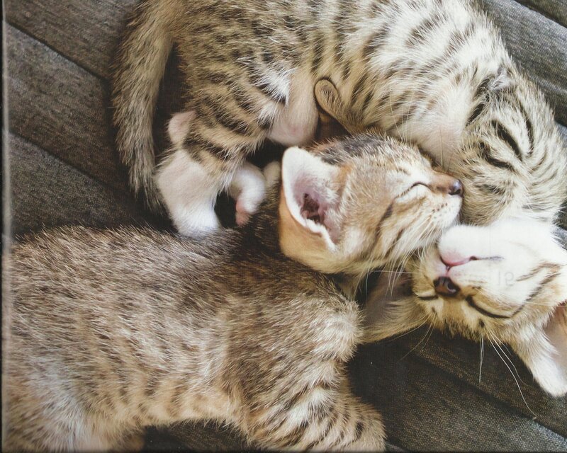 Three Tabby Kittens — Brown, Peaceful, Photograph