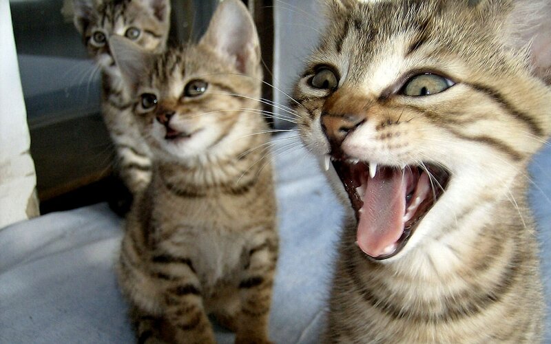 Three Tabby Kittens — Brown, Playful, Photograph