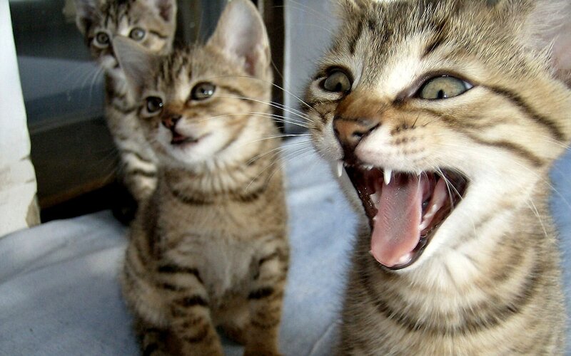 Three Tabby Kittens — Brown, Playful, Photograph, Whiskers