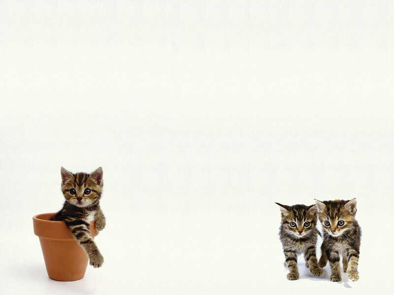 Three Tabby Kittens — Brown