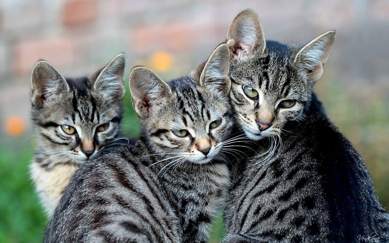 Three Tabby Kittens — Gray, Calm, Afternoon
