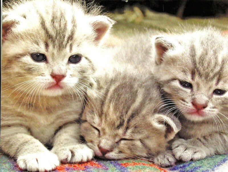 Three Tabby Kittens — Gray, Calm, Photograph, Blanket