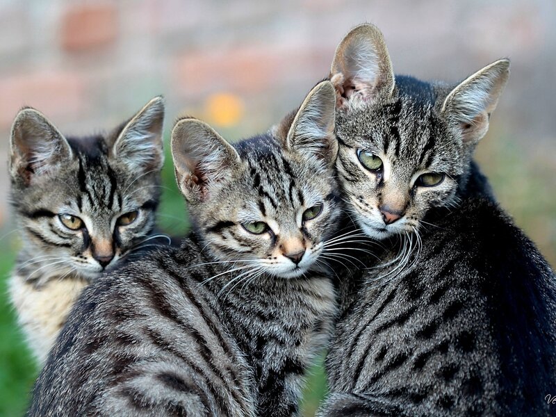 Three Tabby Kittens — Gray, Calm, Photograph, Grass