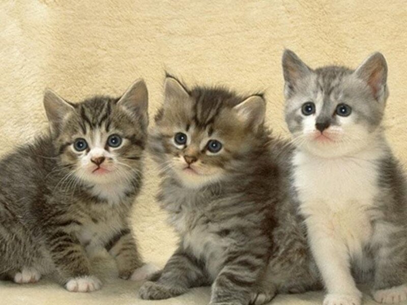Three Tabby Kittens — Gray, Calm, Photograph