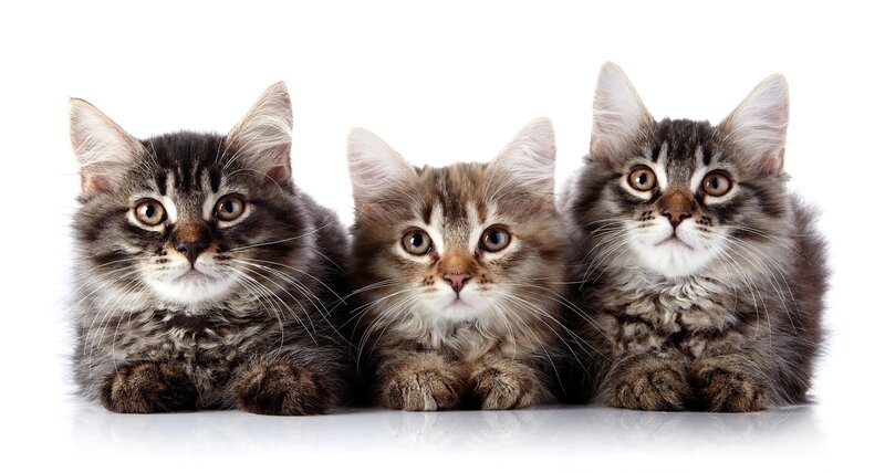 Three Tabby Kittens — Gray, Calm, Photograph, White Background