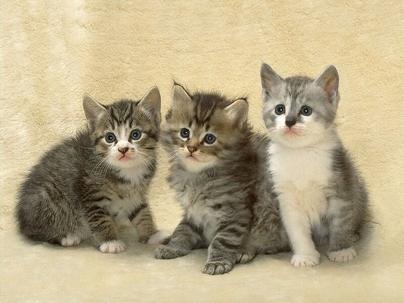 Three Tabby Kittens — Gray, Calm