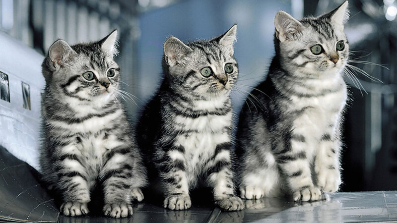 Three Tabby Kittens — Gray, Curious, Photograph