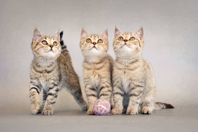 Three Tabby Kittens — Gray, Curious, Photograph, Yarn Ball