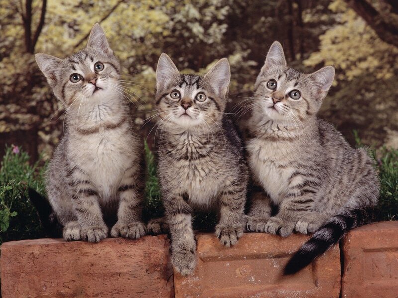 Three Tabby Kittens — Gray, Curious