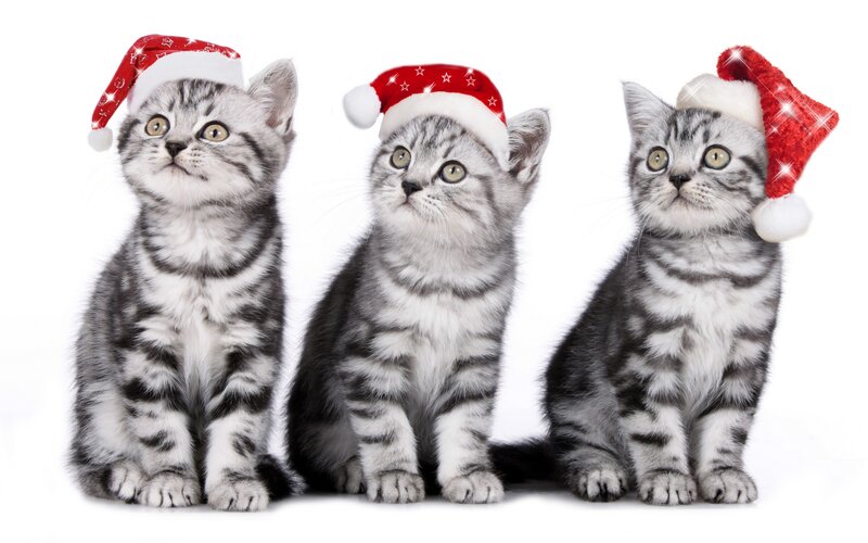 Three Tabby Kittens — Gray, Festive