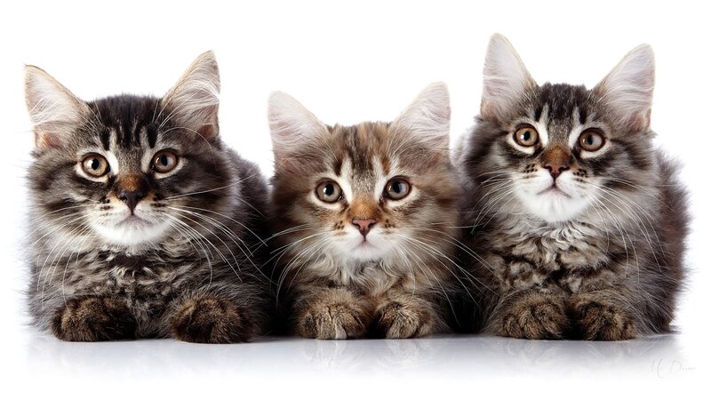 Three Tabby Kittens — Gray, Innocent