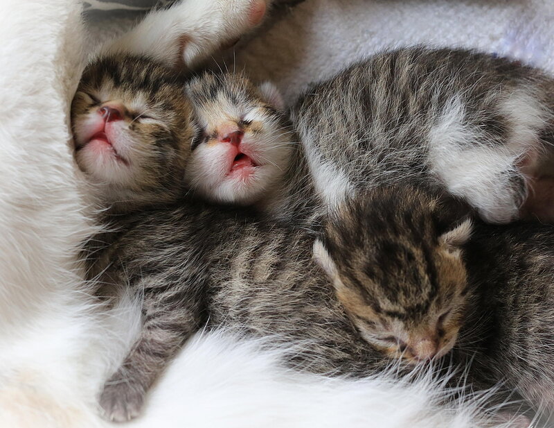 Three Tabby Kittens — Gray, Peaceful, Photograph