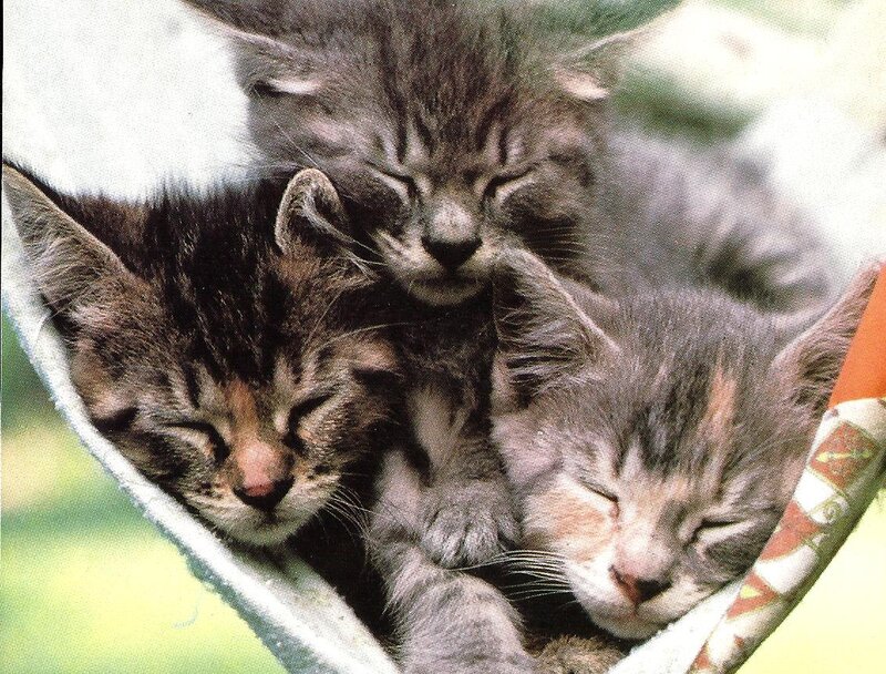 Three Tabby Kittens — Gray, Peaceful