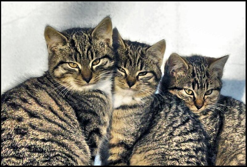 Three Tabby Kittens — Gray