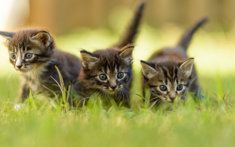 Three Tabby Kittens — Green, Curious