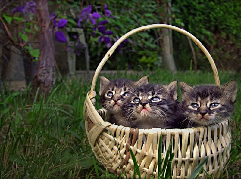 Three Tabby Kittens — Green, Peaceful, Afternoon