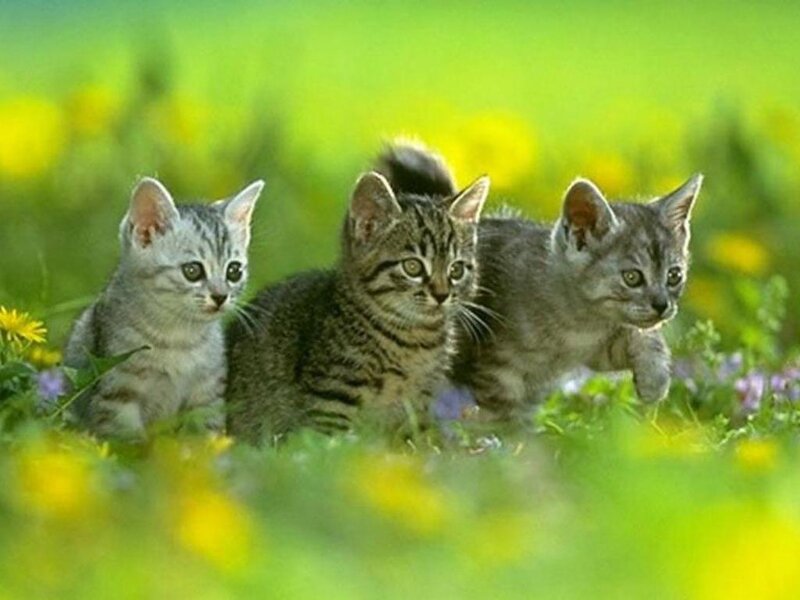 Three Tabby Kittens — Green, Peaceful, Spring