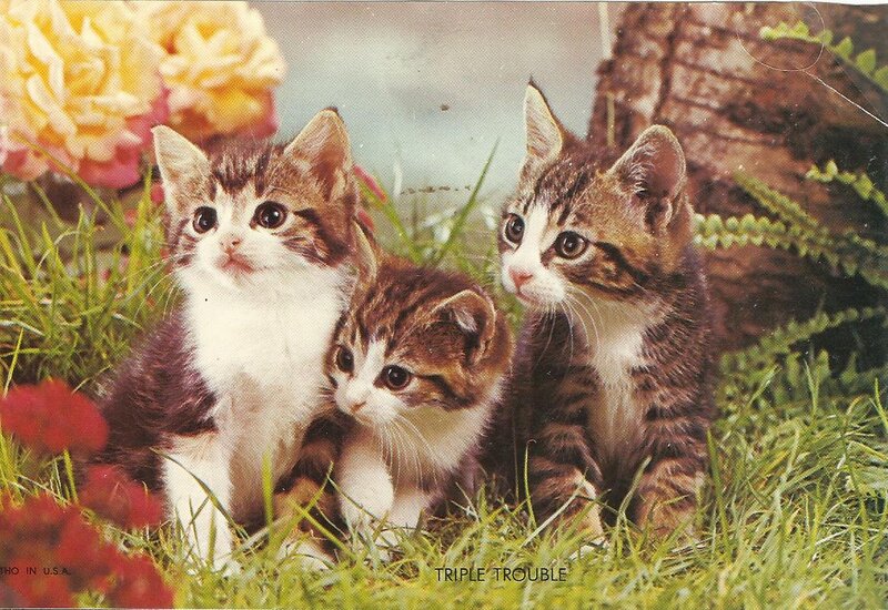 Three Tabby Kittens — Green