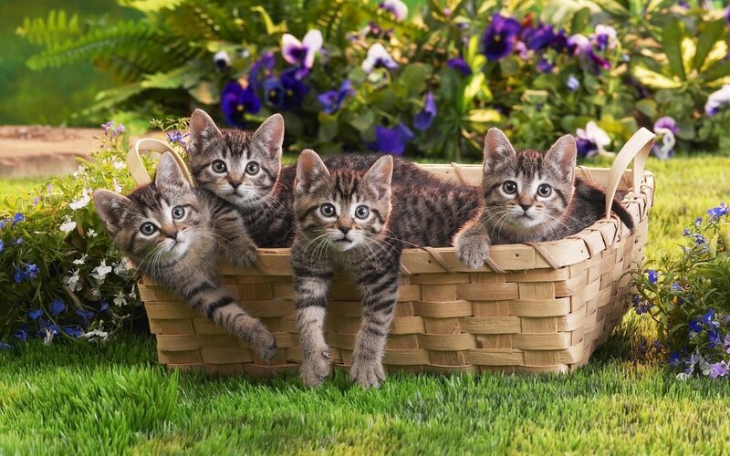 Three Tabby Kittens in Basket